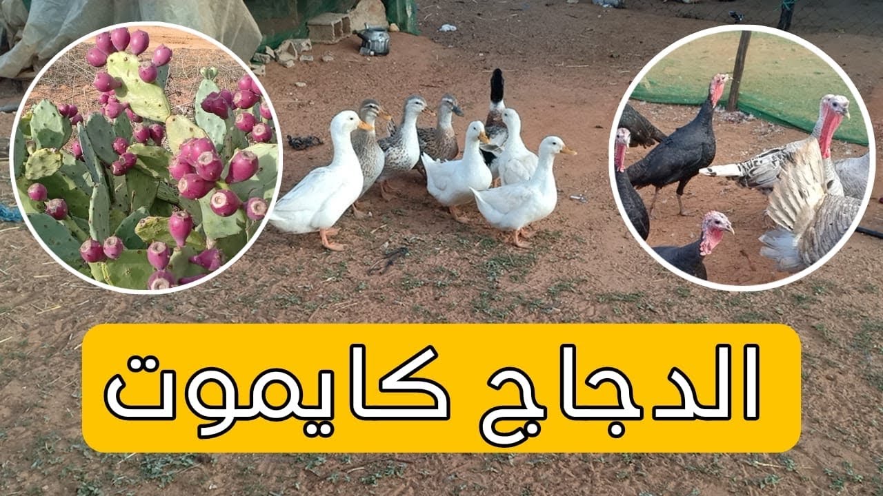 لله ما اعطى ولله ما اخد 🥲جربنا بيبي البلدي واش غياكل هاد النوع د الزعبول كيف حنا سميناه تابعو معانا🦃