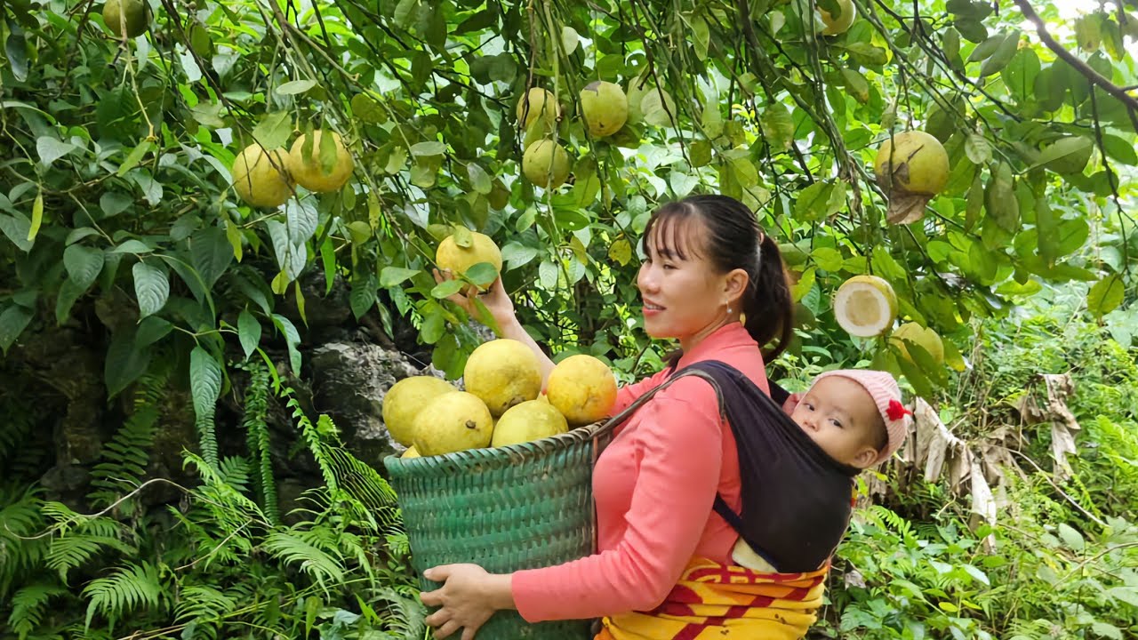 FULL VIDEO: 120 DAYS OF HARVESTING NATURAL FRUIT TO SELL AT THE MARKET Lý Thị Đào