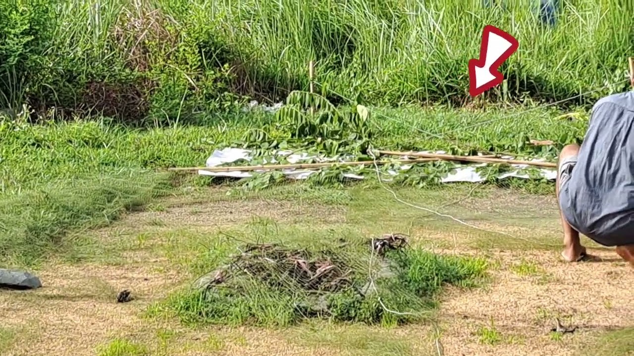 Tân phú Vlog,săn chim nghĩa trang bình Hưng Hòa
