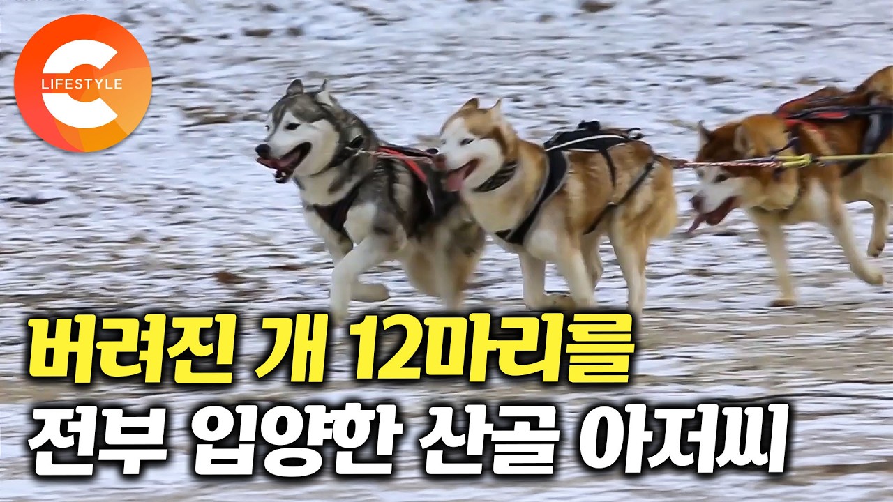 못 키우겠다고 파양된 허스키 12마리를 집에 데리고 왔다ㅣ영화에서 본 늑대 개에 푹 빠져 유기견 12마리를 전부 키우기로 결심한 산골 아저씨ㅣ#한국기행