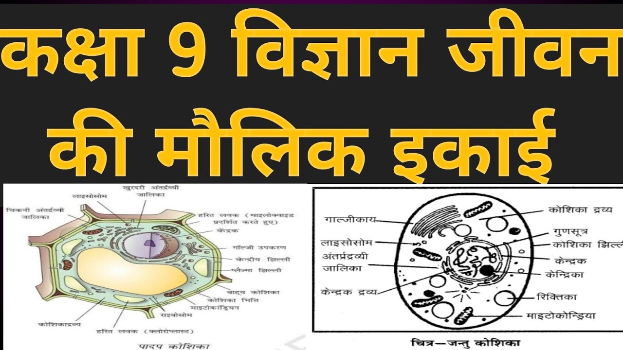 कक्षा 9 विज्ञान इकाई 5 जीवन की मौलिक इकाई 
