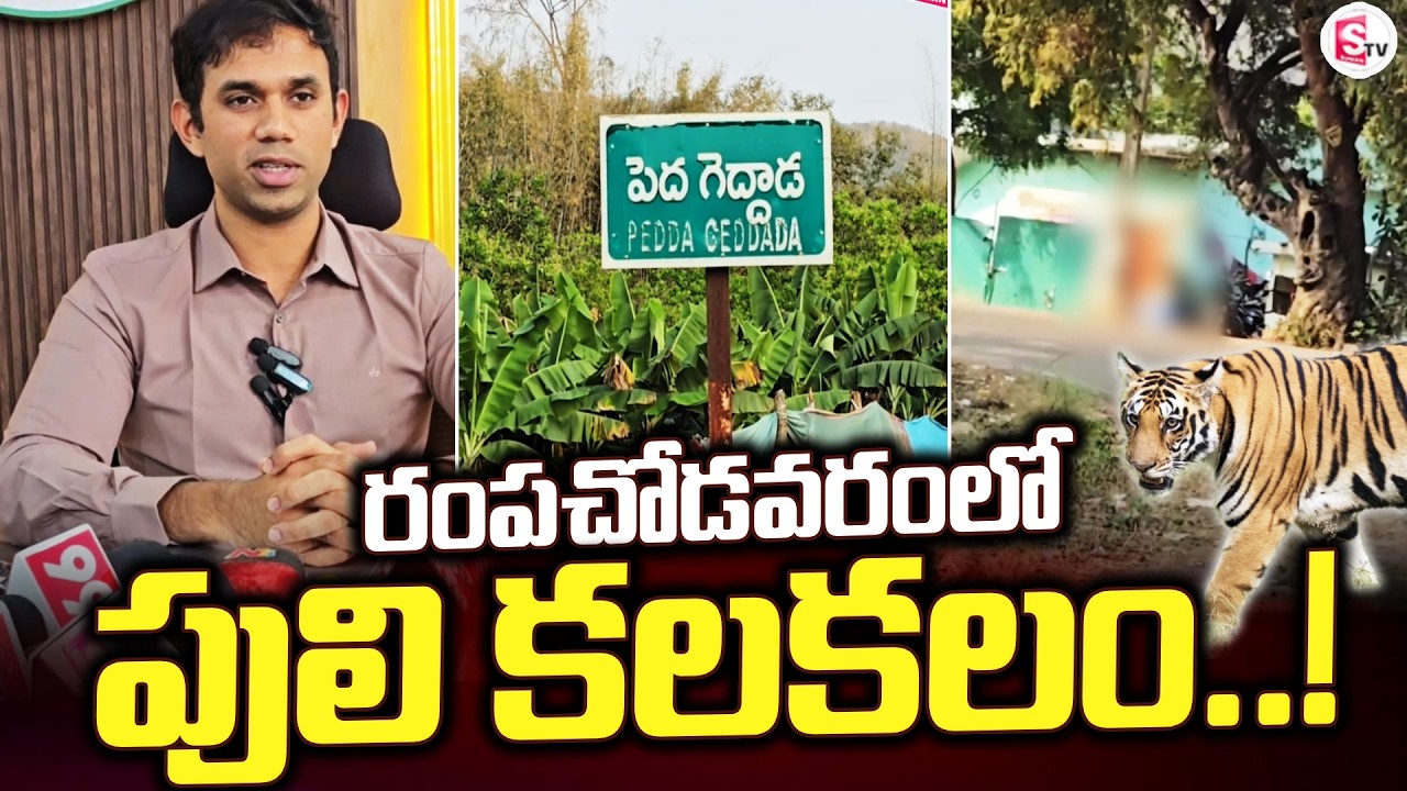 Tiger Alert in Rampachodavaram..! | Rampachodavaram | Tiger Warning Latest |@SumanTVrampachodavaram