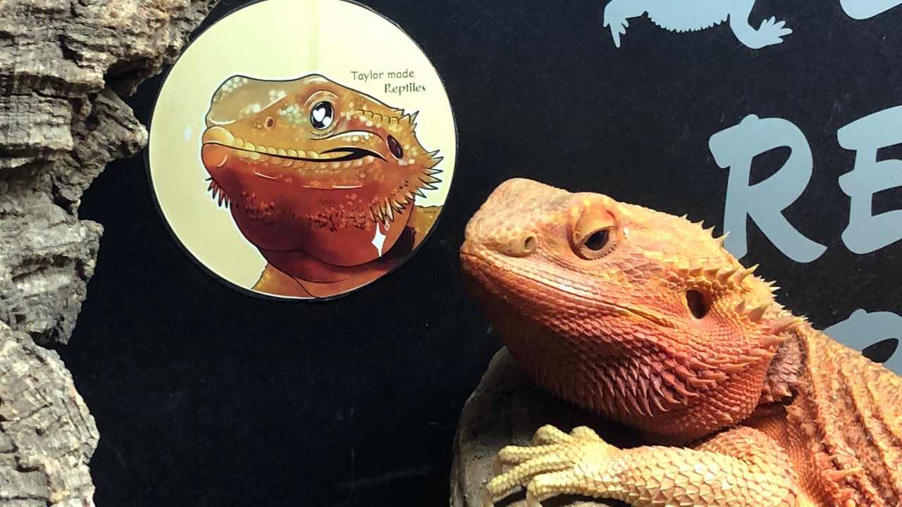 Bearded Dragon Enclosure ( Full Length ) 