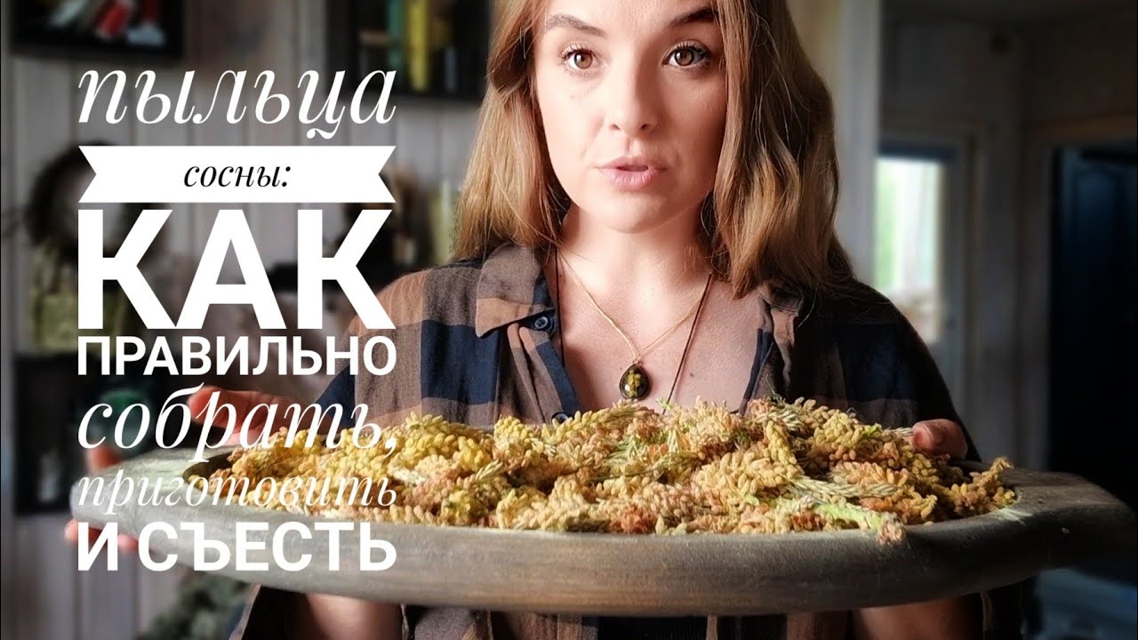 Вы ещё успеете собрать ценный лесной дар - пыльцу сосны!