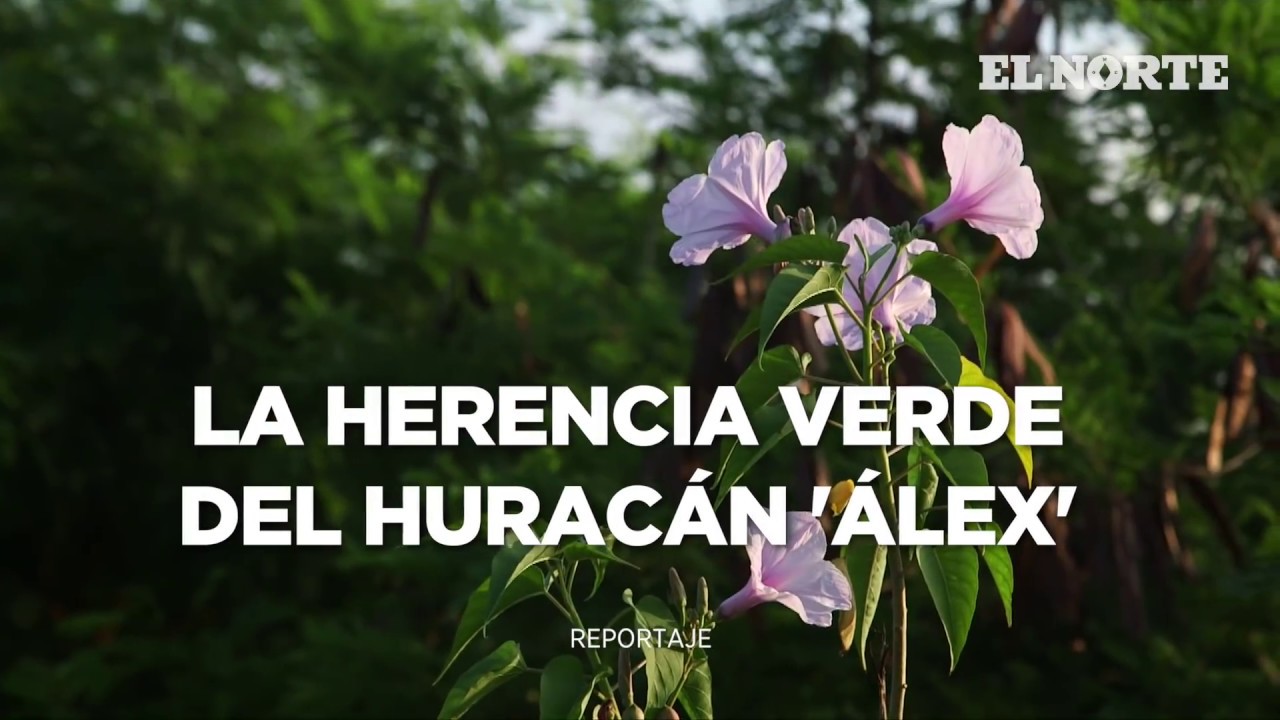 La herencia verde del huracán 'Alex'