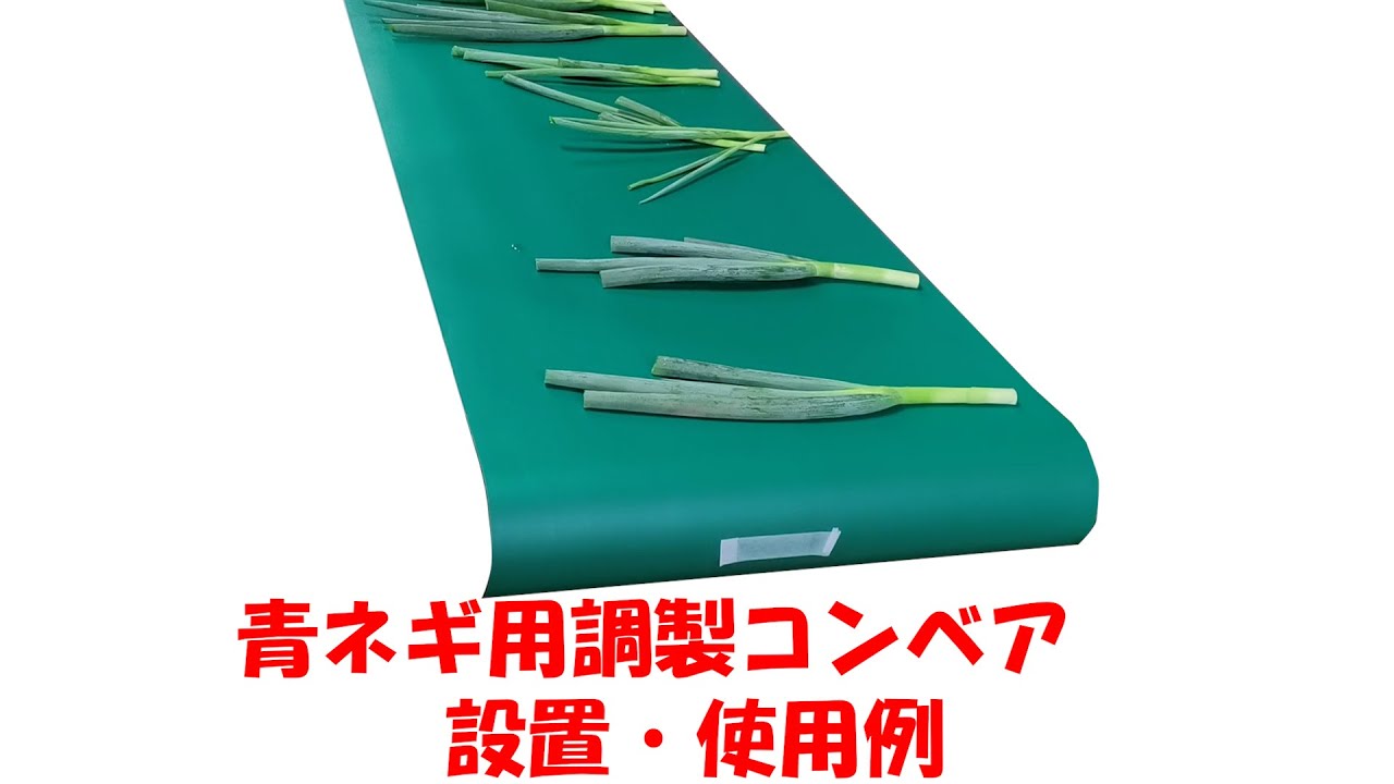 青ネギ調製用コンベア　設置・使用例