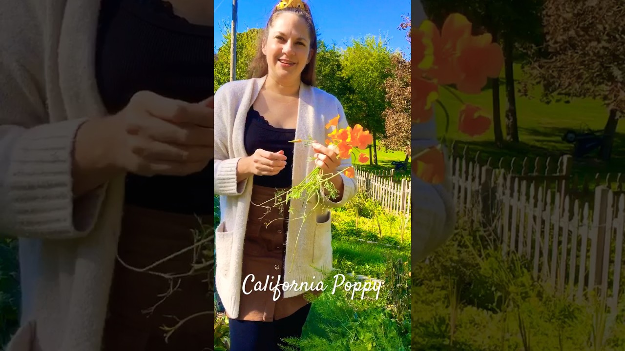 How to Identify California Poppy #californiapoppy #missionbells #plantidentification #plantid #herbs