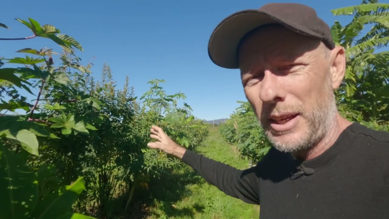 Pruning and Cycles