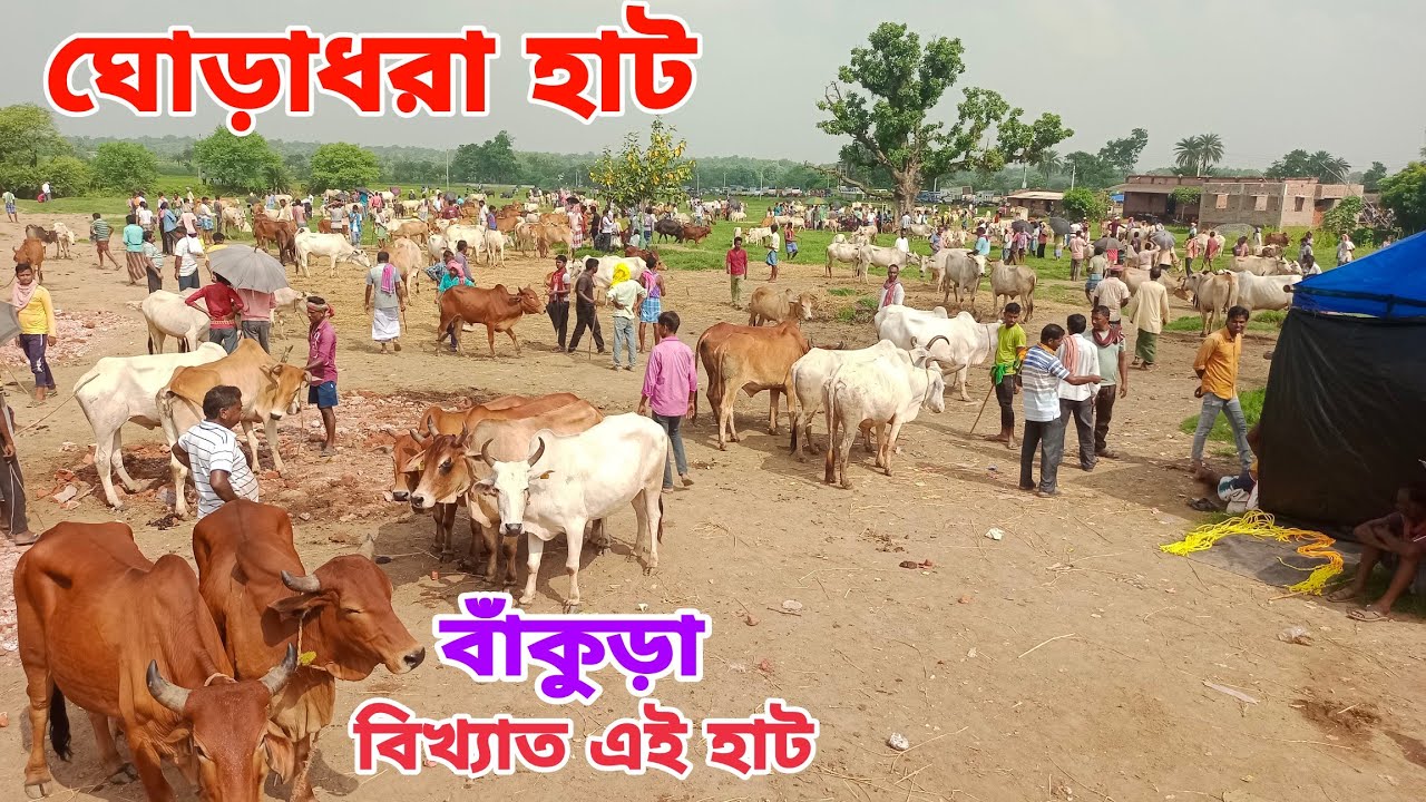 বাঁকুড়া ঘোড়াধরা হাট | Bankura ghoradhara hat | Bankura ghoradhara cow market | Cow marker