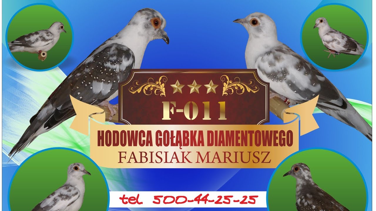 6/2020.Poradnik Hodowcy. Gołąbki Diamentowe Hodowla Karmienie i Dodatki.