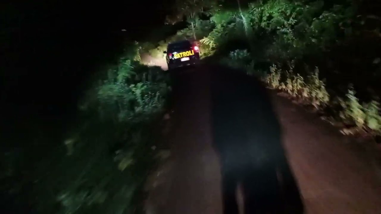 Patgab di hutan