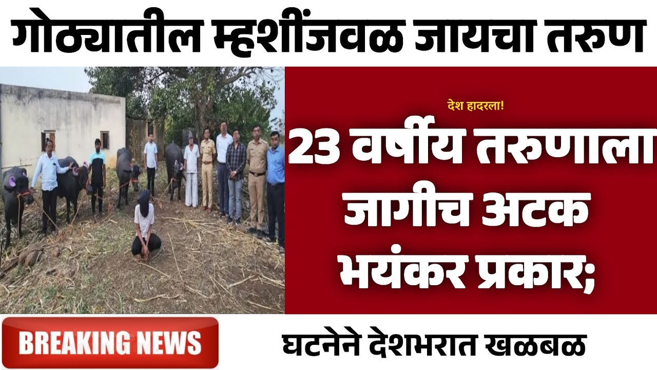 गोठ्यातील म्हशींजवळ जायचा तरुण | Gramin Te Digital 