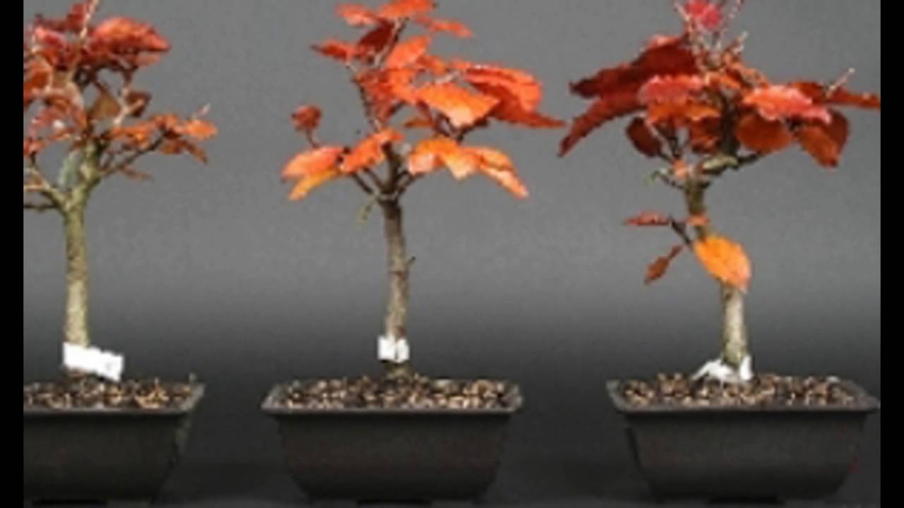 Fagus sylvatica Purpurea -  Copper Beech Tree, European Purple beech