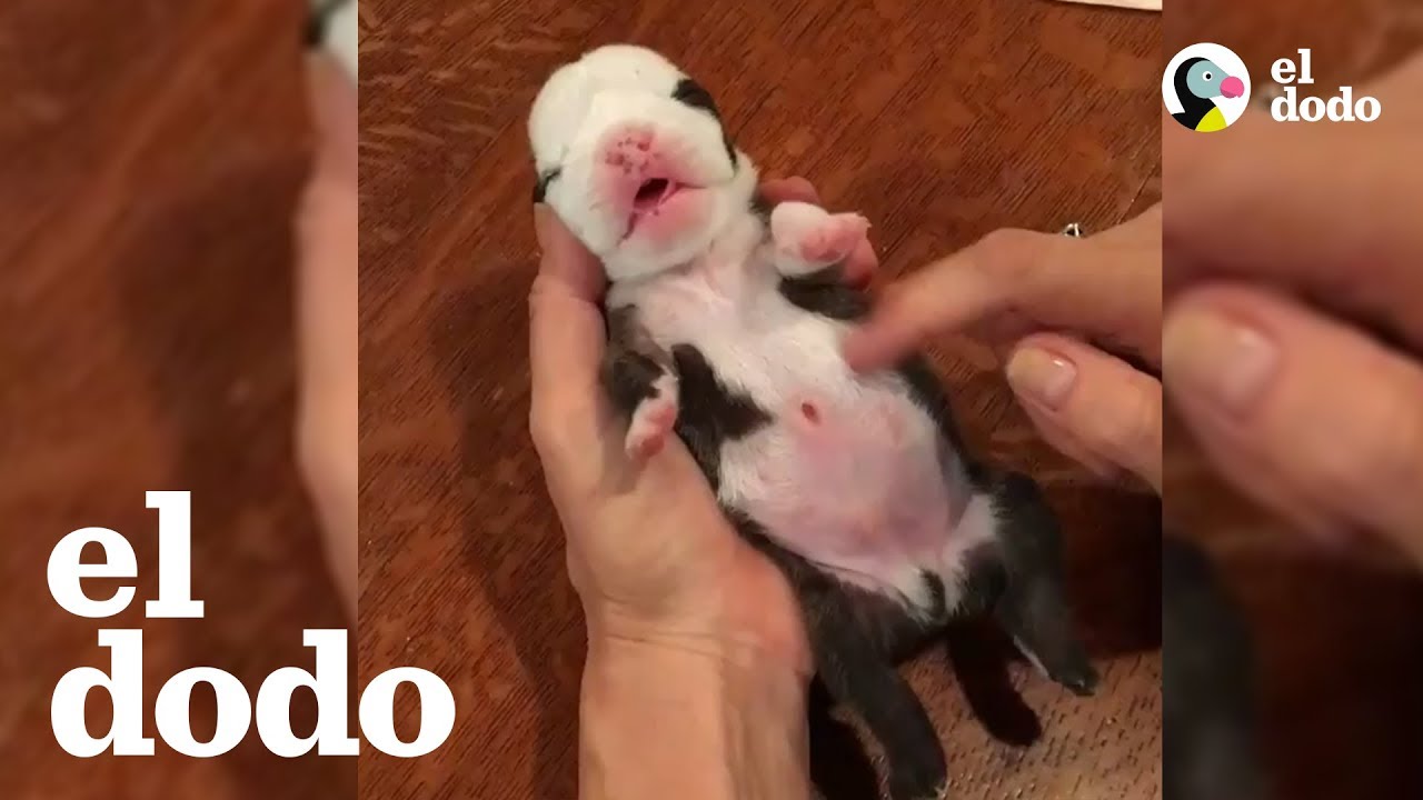 Cachorros luchadores que no se rindieron | El Dodo