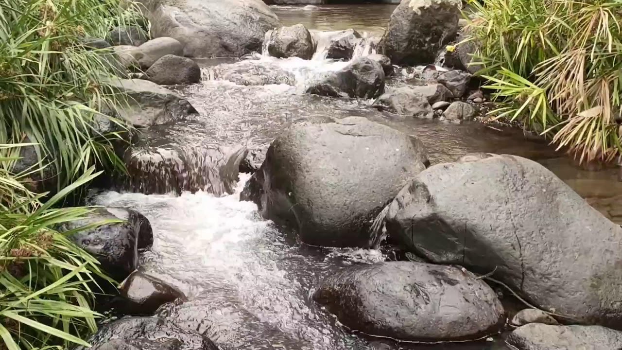 Forest River, Relaxing Nature Sounds l Sleep, Relax and Study Focus