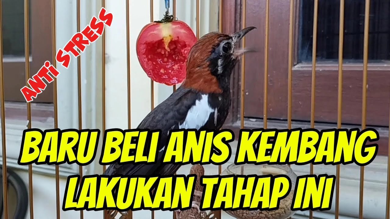 Cara Pengkondisian Anis Kembang Yang Baru Dibeli