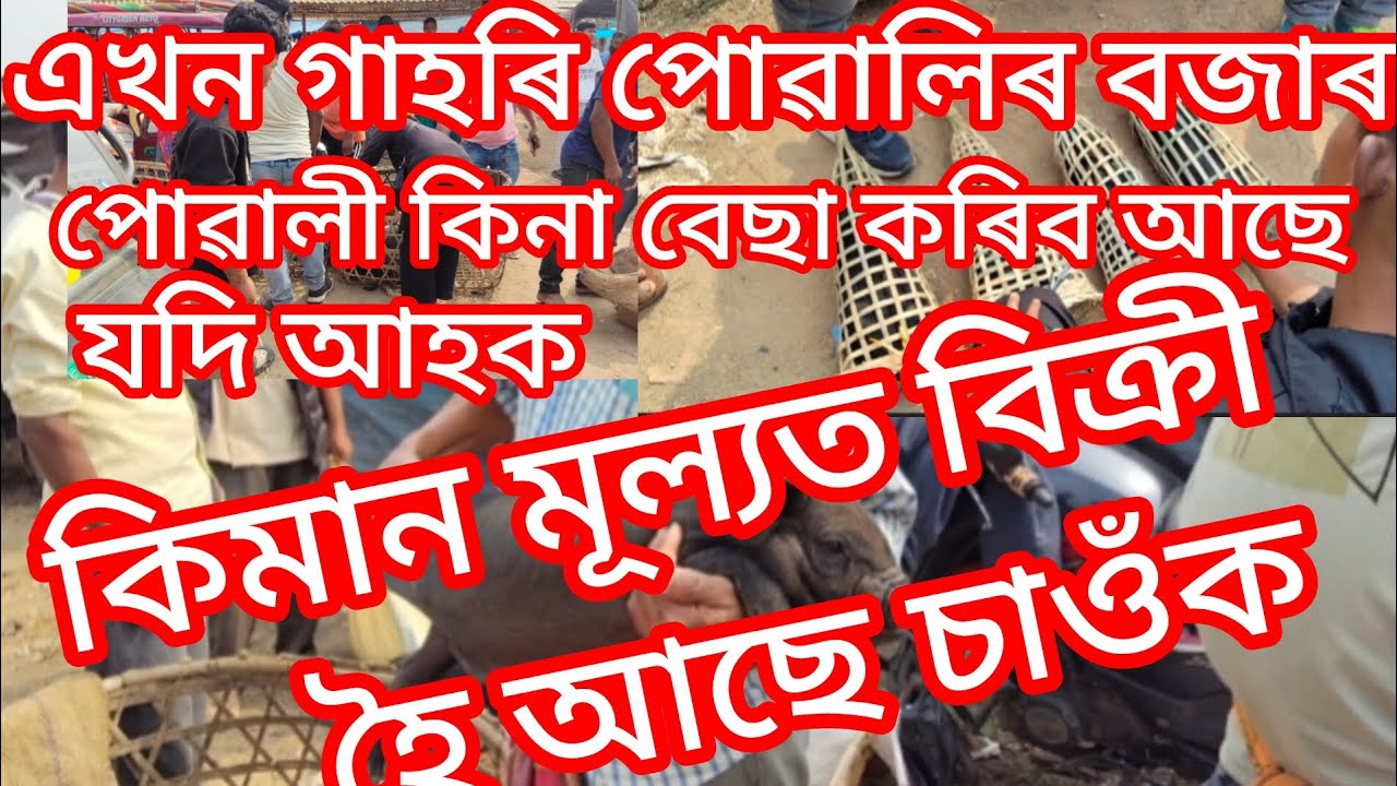 এখন গাহৰিৰ পোৱালিৰ বজাৰ | কিমান মূল্যত বিক্রি হৈ আছে চাওঁক পোৱালী