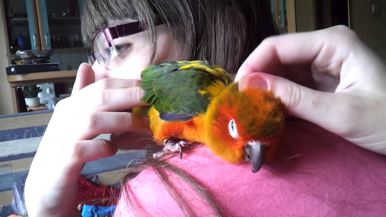Konura słoneczna uwielbia się przytulać i głaskać - Sun Conure loves to be hugged and petted!