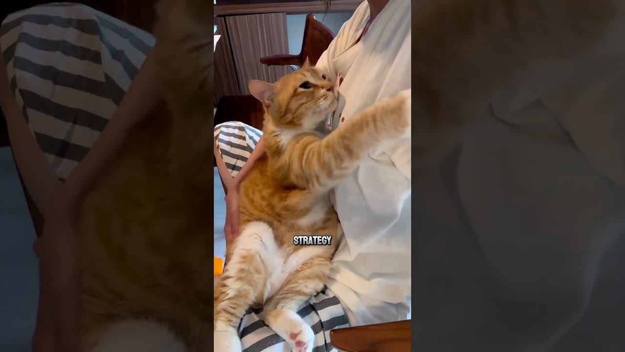 Do Cats Apologize? 🐱 Here&rsquo;s the Truth Behind Their Behavior