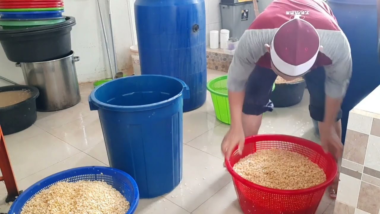 Buat tempe ragi basah