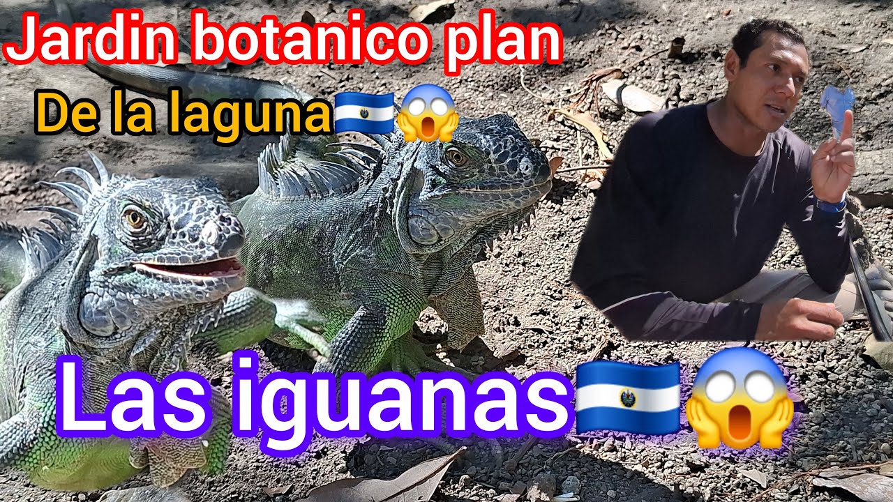 🐊🦈MIREN DONDE ANDAMOS AHORA 🇸🇻🦎