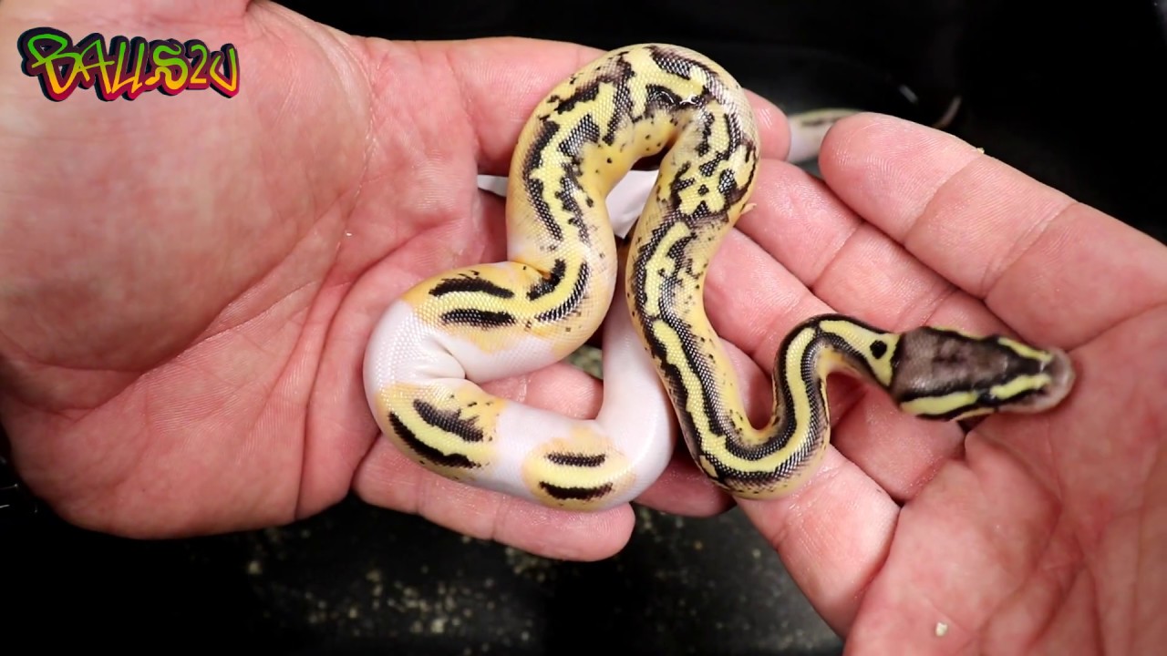 WOW.....GENEX PIEDS