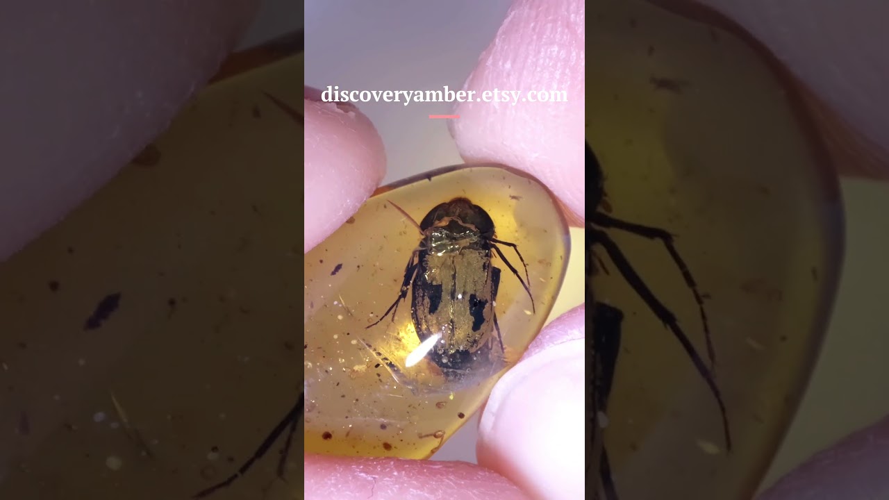Coleoptera ( RARE Large Extinct Beetle ) in Burmese Burmite amber fossil