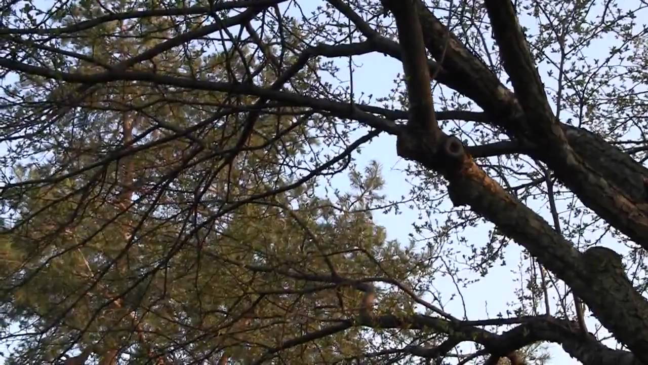 April Celebration.mp4