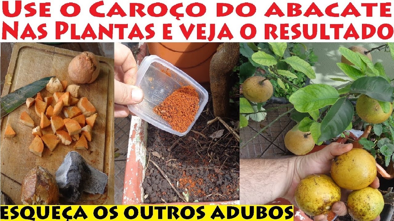 Caroço de abacate adubo orgânico gratis e poderoso. Use e abuse