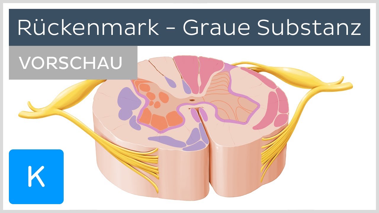 Graue Substanz des R&uuml;ckenmarks - Aufbau und Funktion (Vorschau) |&nbsp;Kenhub