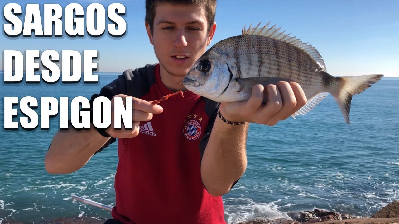 SARGOS desde ESPIGON l Surfcasting VALENCIA