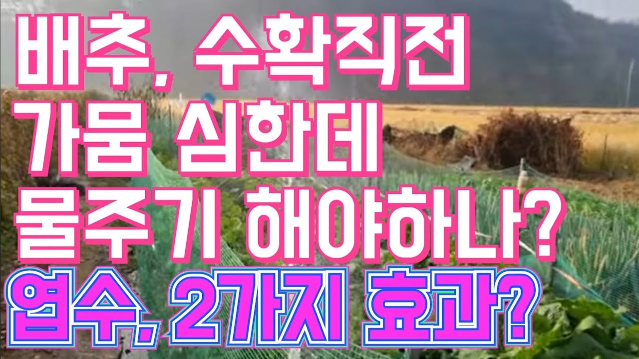 배추, 수확 전 가뭄 심한데 물주기 해야 하나? /엽수 2가지 효과