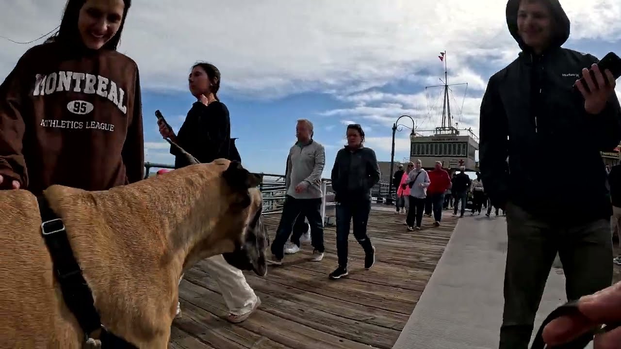 Cash 2.0 Great Dane meeting new people in Santa Monica 126