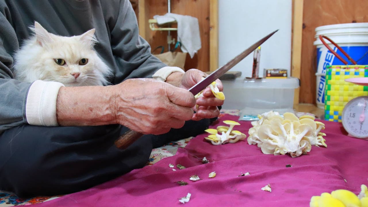 もふもふとタモギダケを収穫して産直へ　240828