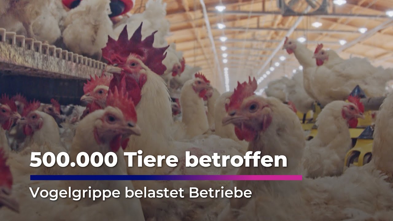 Vogelgrippe bleibt gro&szlig;e Herausforderung I Sachsen Fernsehen