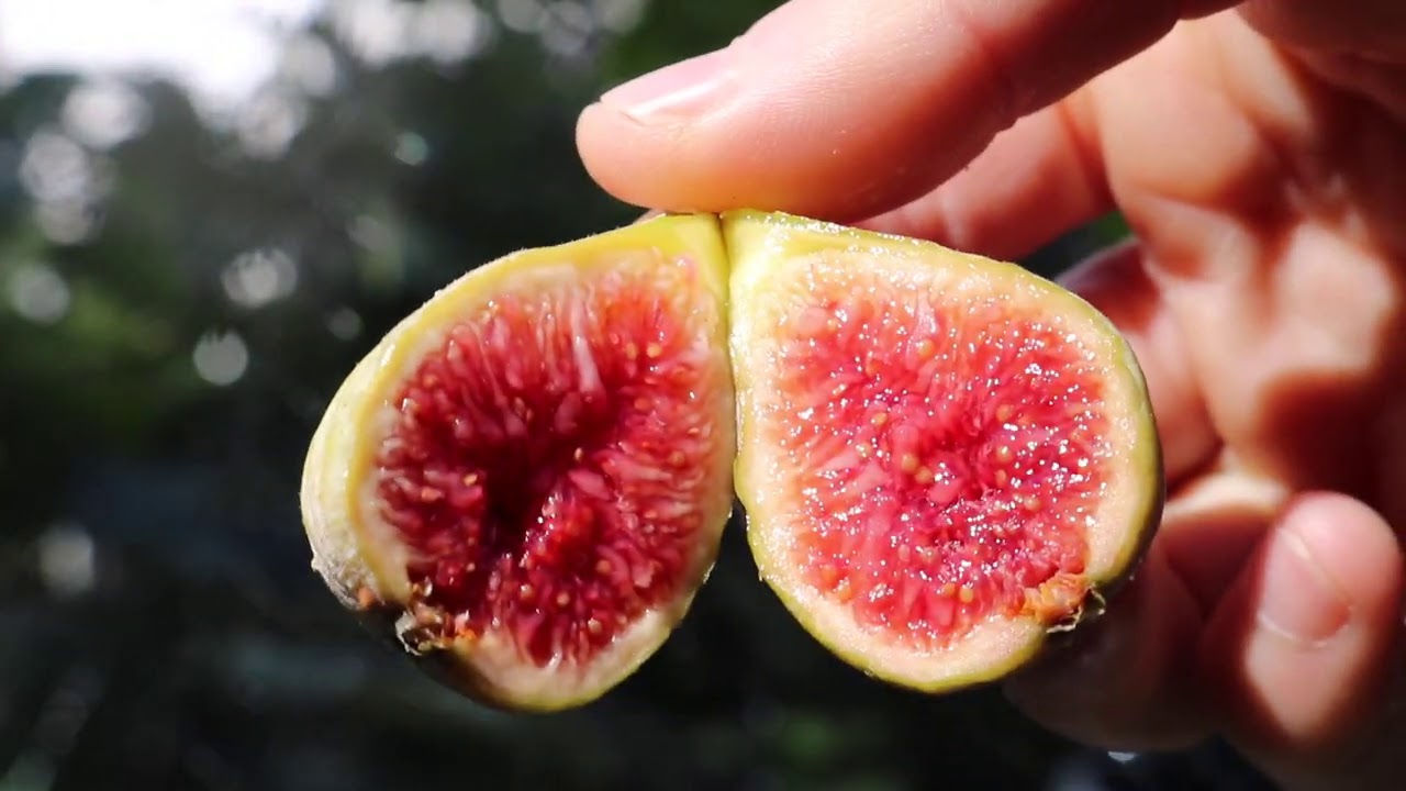 Hative d'Argenteuil - One of the Most Complexly Flavored Figs