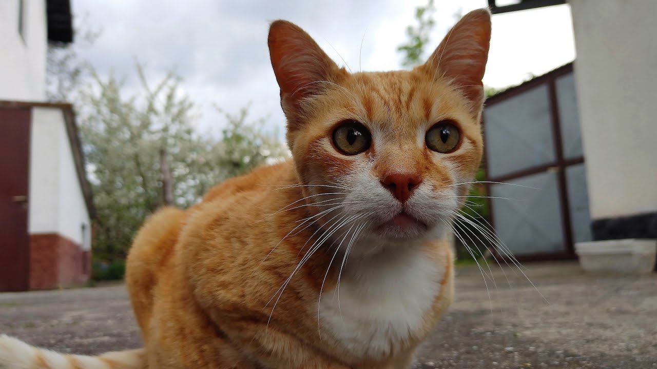 Relaxing Cat Video 151