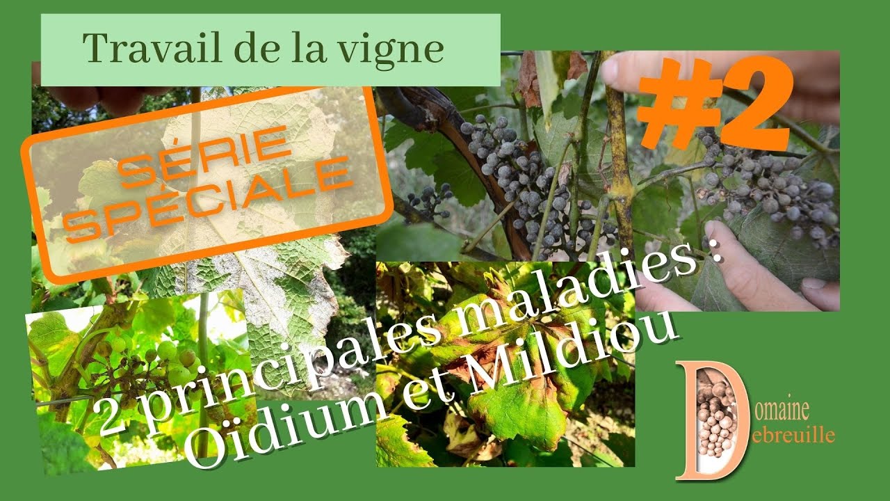 Quelles sont les deux principales maladies de feuillage de la vigne ? // Mildiou // Oïdium