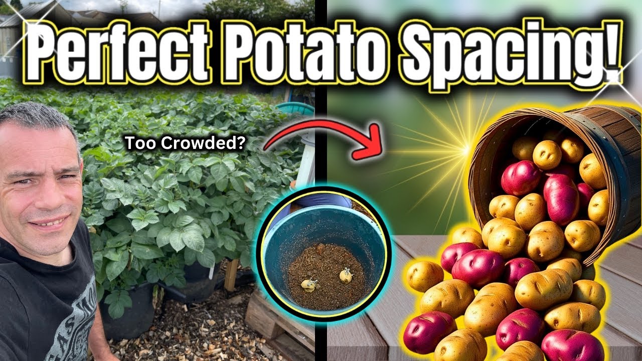 Why Potato Spacing Advice Quietly Limits Yield