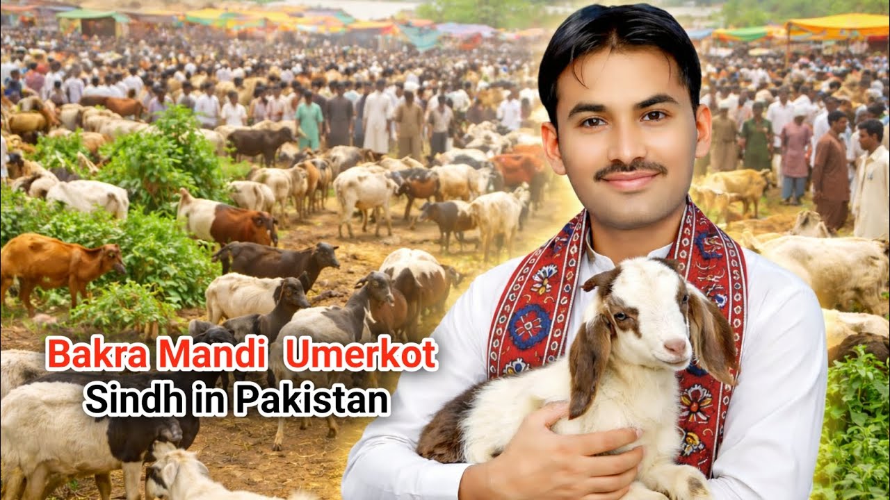 Умеркот Бакра Манди в 🇵🇰 | Тарпаркр Бакра Манди 