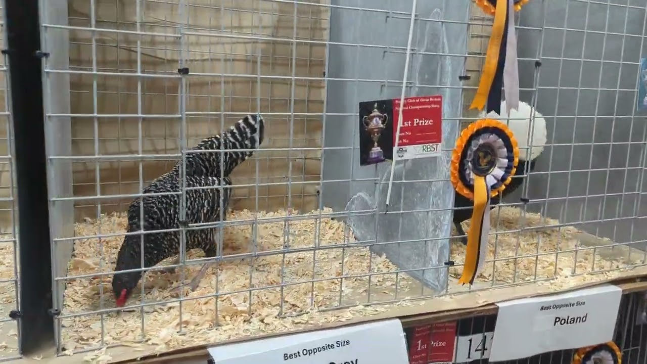Winners row UK national poultry show 2024