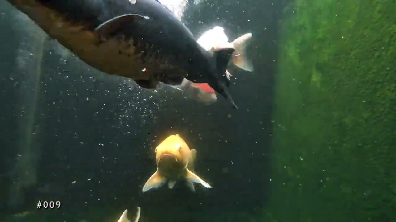 “Ketika Air Menjadi Cermin Kehidupan