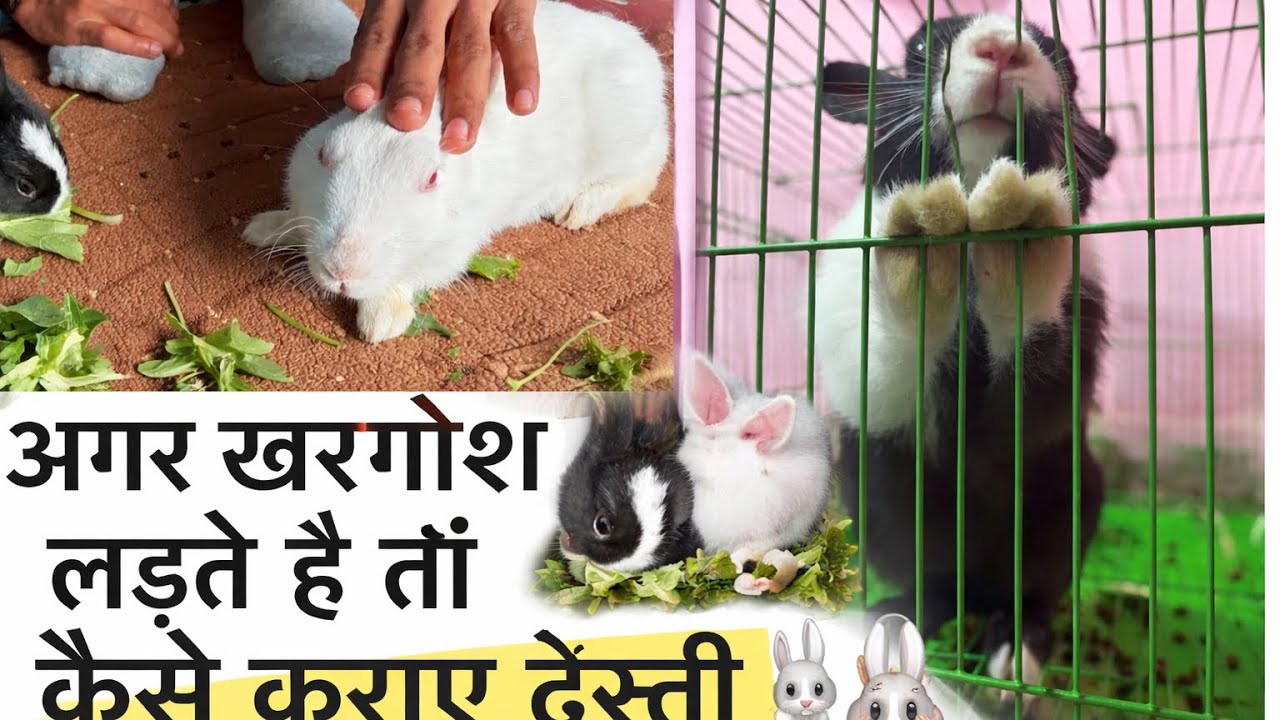देखिए कैसे 2 ख़रगोशों की दोस्ती 🤝 कराए // How to stop fight 🐇 #rabbit #bunny #rabbitvlogs 