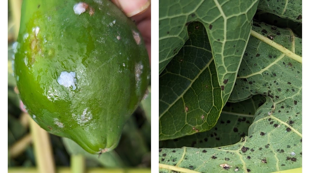 Identifying and treating Papaya Leaf spot and papaya wasp/fly infestation