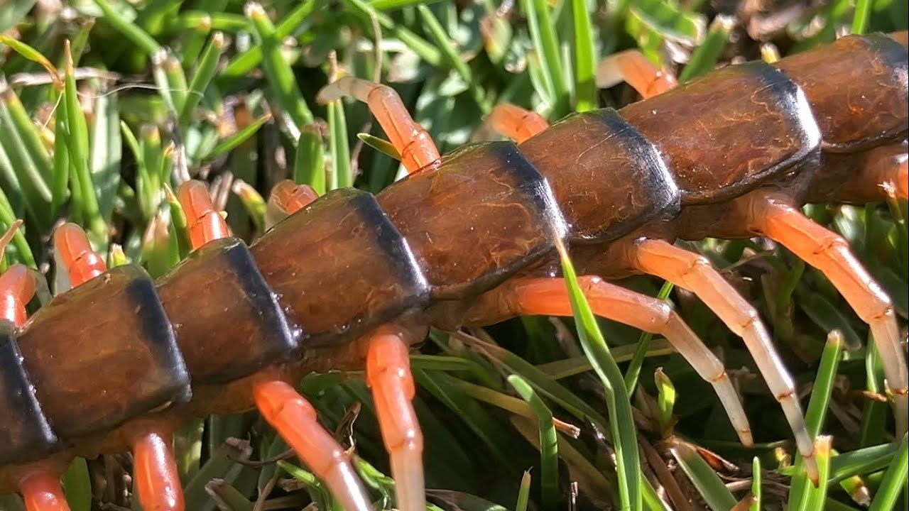 Giant Centipede