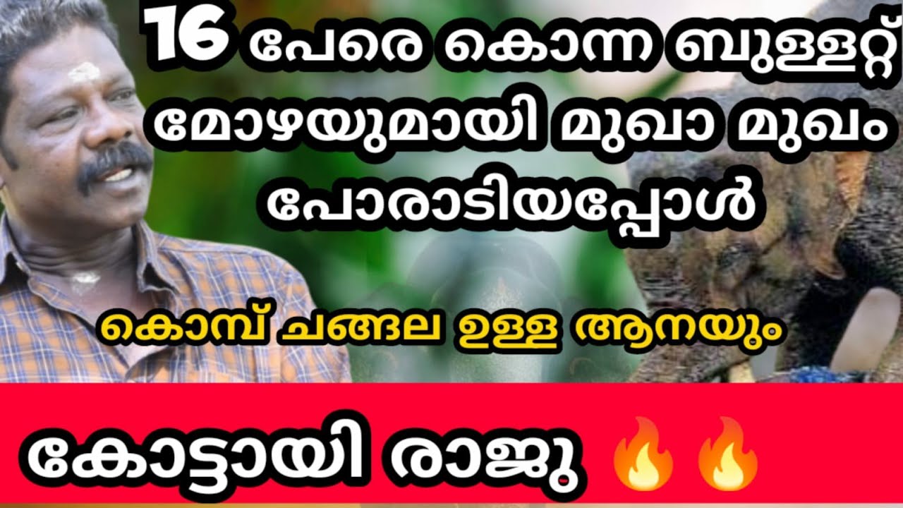 16 ആളെ കൊന്ന ബുള്ളറ്റ് മോഴയോട് മുഖ മുഖം kottayi raju new video