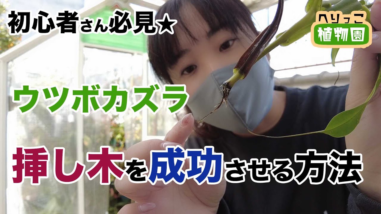 【初心者さん向け】ウツボカズラの挿し木を成功させる方法、全部見せます！【食虫植物・ネペンテス】質問はコメ欄・オプチャで受け付けています♪