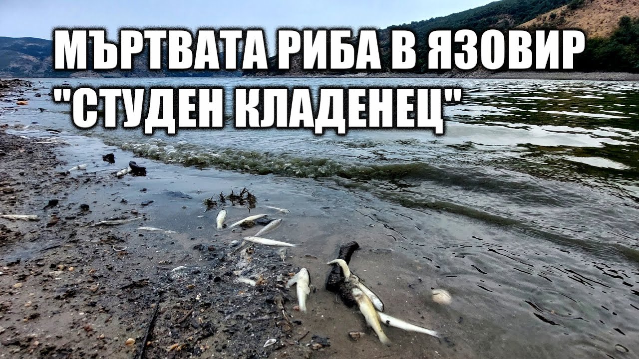 Мъртвата риба в язовир 