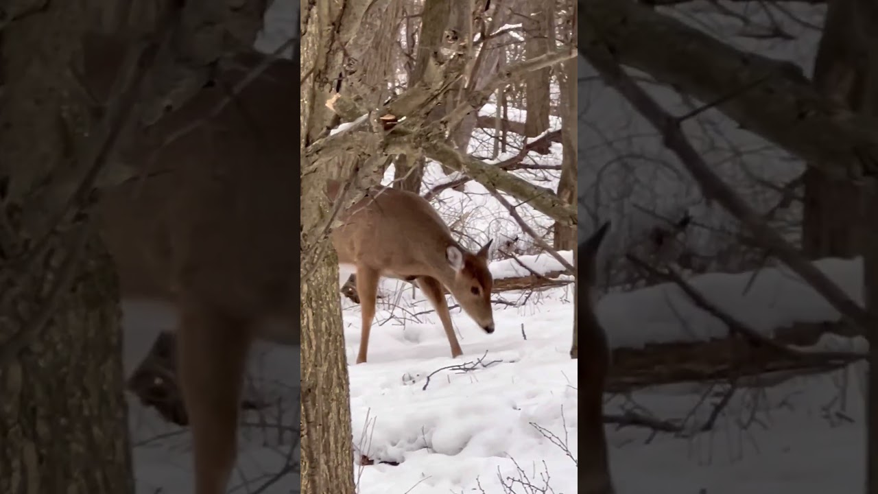 Deer up close!! 