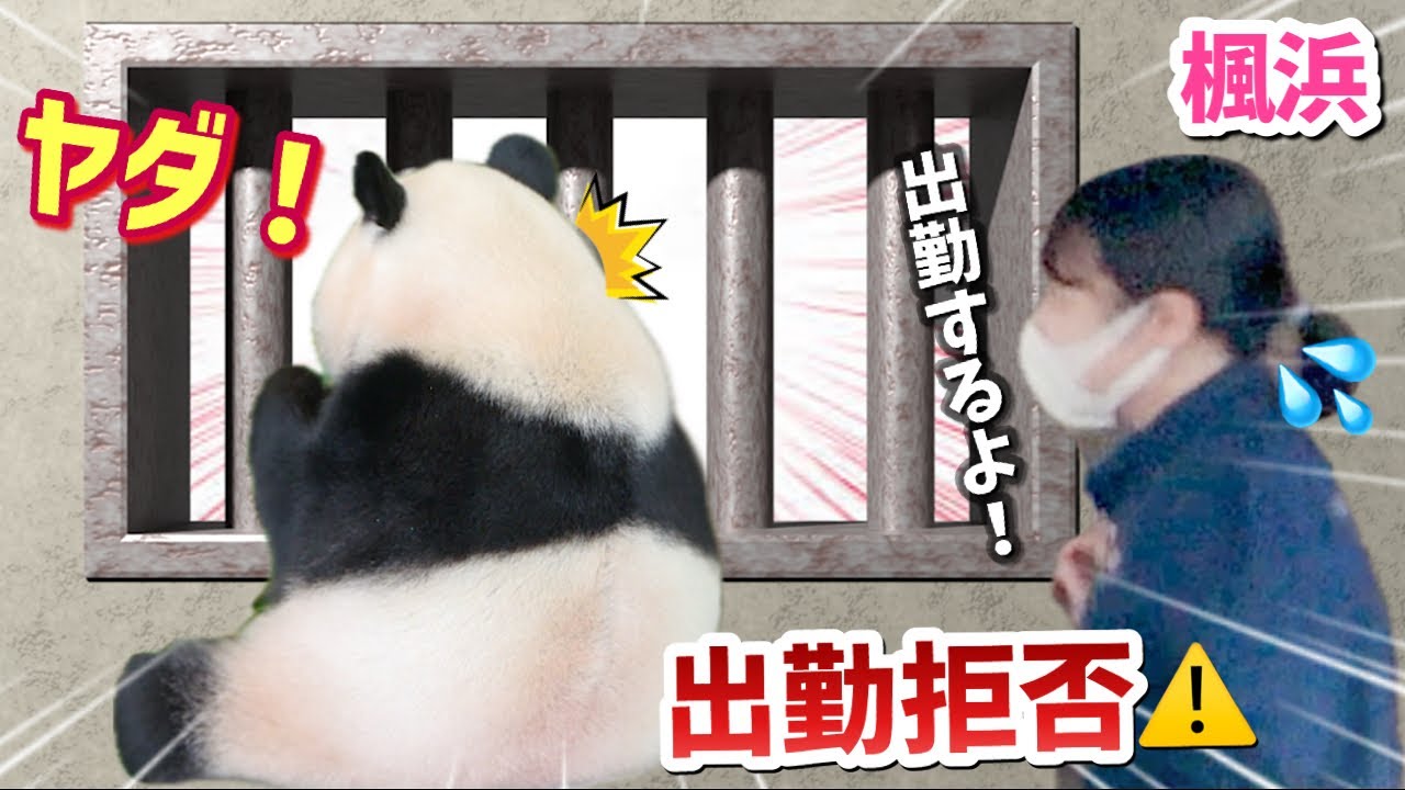 【パンダアイドル楓浜】３分間ゲート前ストライキに打って出た🐼やる気ゼロに観客ザワつく❗️